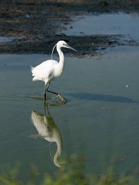 The image of a little egret reflected in the water of a pond early in the morning. vertical image