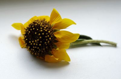 Close-up of yellow flower over white background