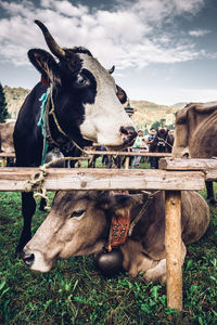 View of a horse on field