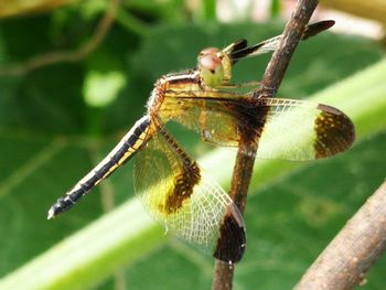 Close-up of dragonfly on twig