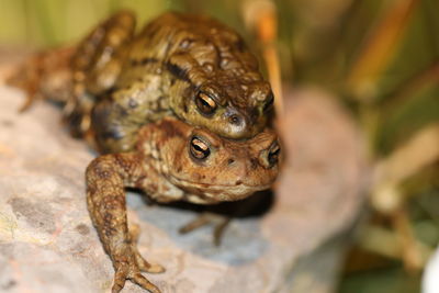 Close up of frog