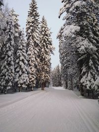 Snow covered pine trees against sky during winter