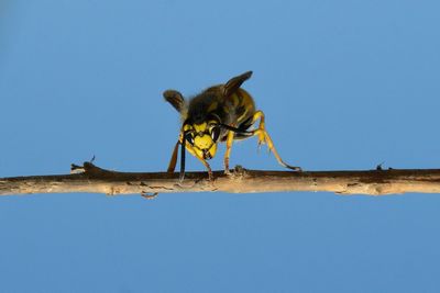 Low angle view of insect against blue sky