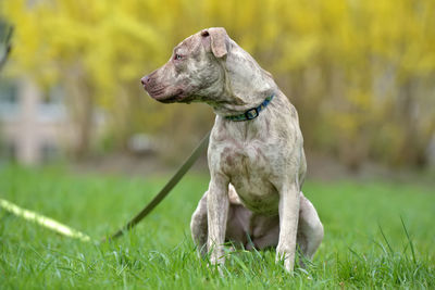 View of a dog on field