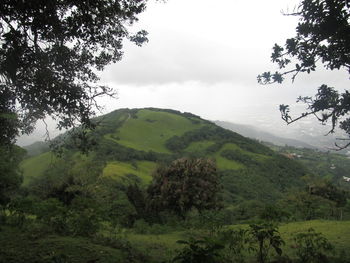 Scenic view of forest against sky