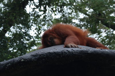 Low angle view of monkey on tree