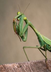 Close-up of grasshopper