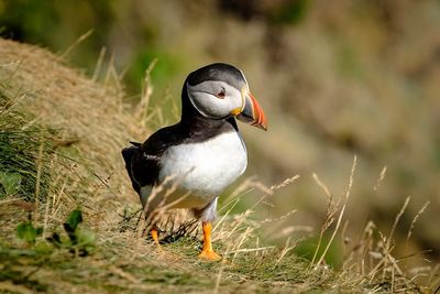 Close-up of bird perching on field