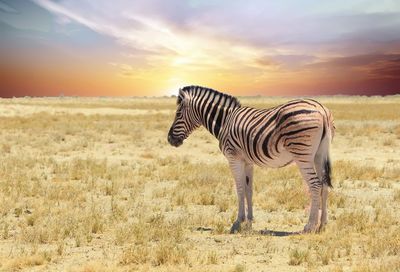 Zebra standing on field with sunset sky