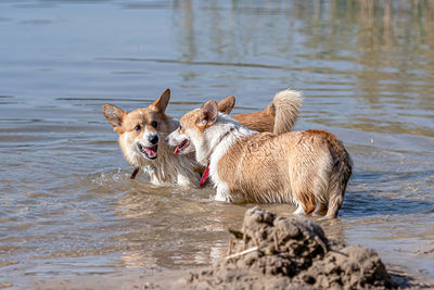 Dogs standing in a lake