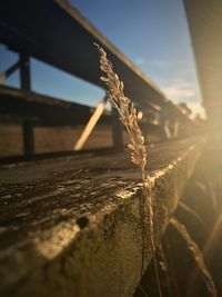 Close-up of wheat