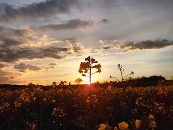 Plants on field against sky during sunset