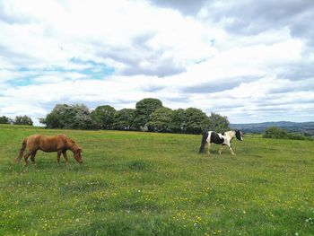 Horses grazing in a field