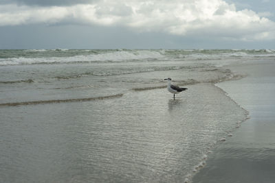 Seagulls perching on beach against sky