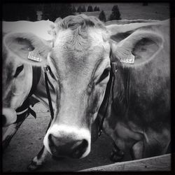 Close-up portrait of two goat