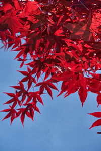 Low angle view of red maple leaves against sky