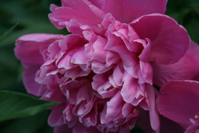 Close-up of pink rose flower