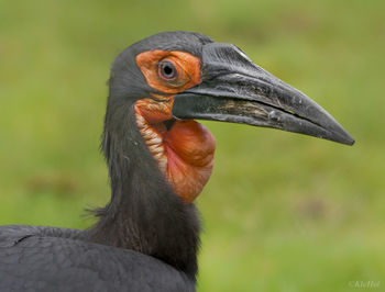 Close-up of a bird looking away