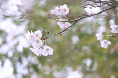 Close-up of cherry blossoms on tree