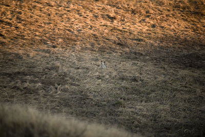 Full frame shot of agricultural field