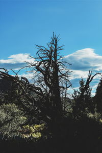 Low angle view of bare trees against blue sky