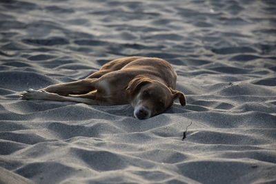 High angle view of dog resting on beach
