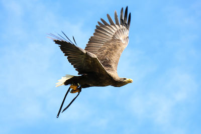 Low angle view of eagle flying against sky