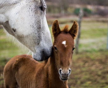 Baby horse with her mother, tender image