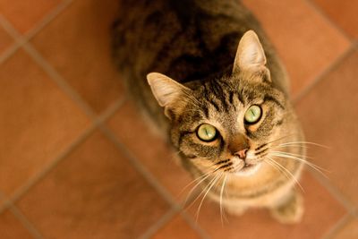 Close-up portrait of a cat