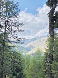 Scenic view of pine trees against sky