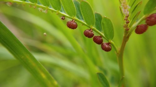 Close-up of berries growing on tree