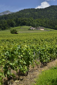 Scenic view of agricultural field