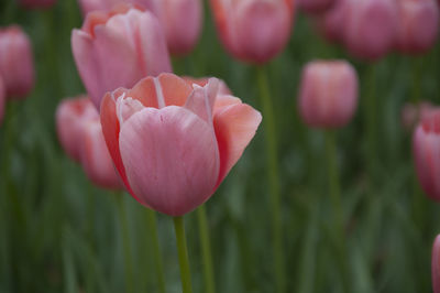 Close-up of pink flowers