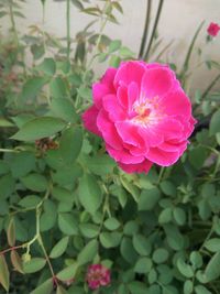 Close-up of pink rose blooming outdoors