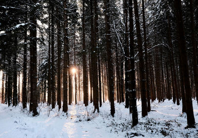 Trees in forest during winter