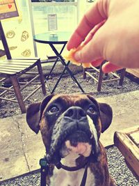 Close-up of hand holding dog