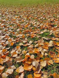 Autumn leaves on field