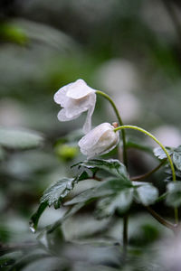 Close-up of white flowering plant