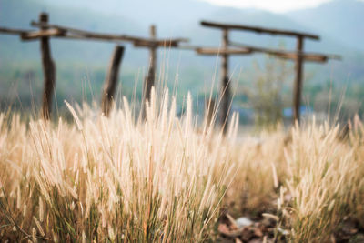 Close-up of grass on field