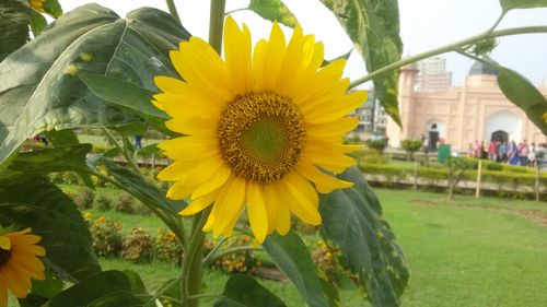 Close-up of sunflower blooming outdoors
