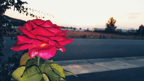 Close-up of red flowers