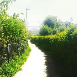 Road passing through forest