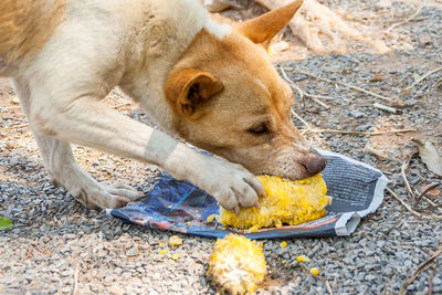 Close-up of dog