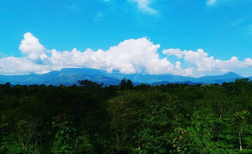 Scenic view of forest against blue sky