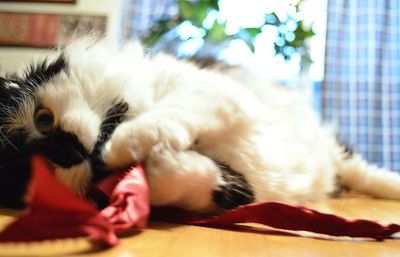 Close-up of cat sleeping