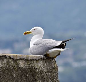 Close-up of seagull perching on wooden post