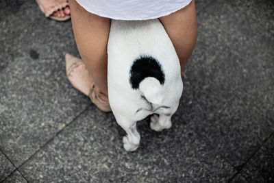 Low section of woman sitting on dog