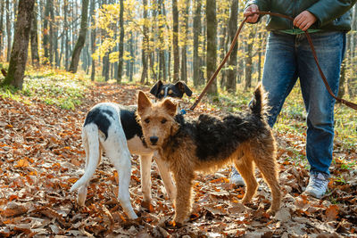 Low section of man with dog in forest