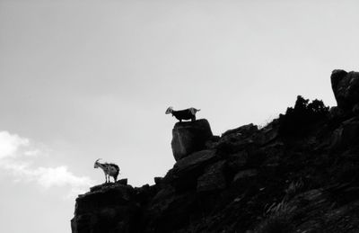 Low angle view of bird perching on rock