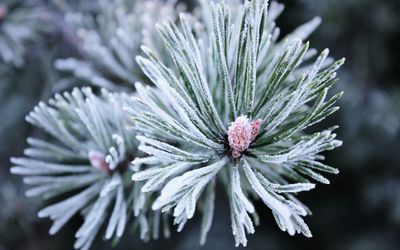 Close-up of frost on plant